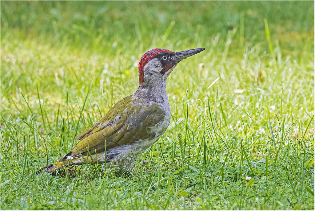 Der Specht im Garten