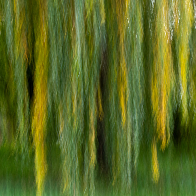 Hängeweide Hängeweide