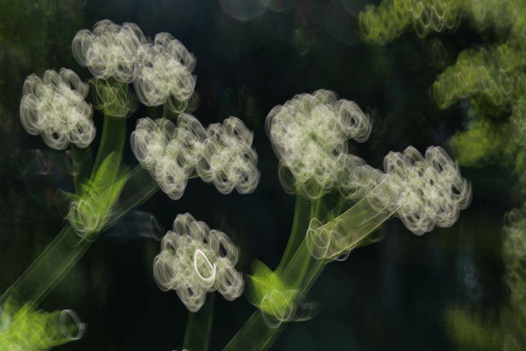 Blüten am Teich Blüten am Teich