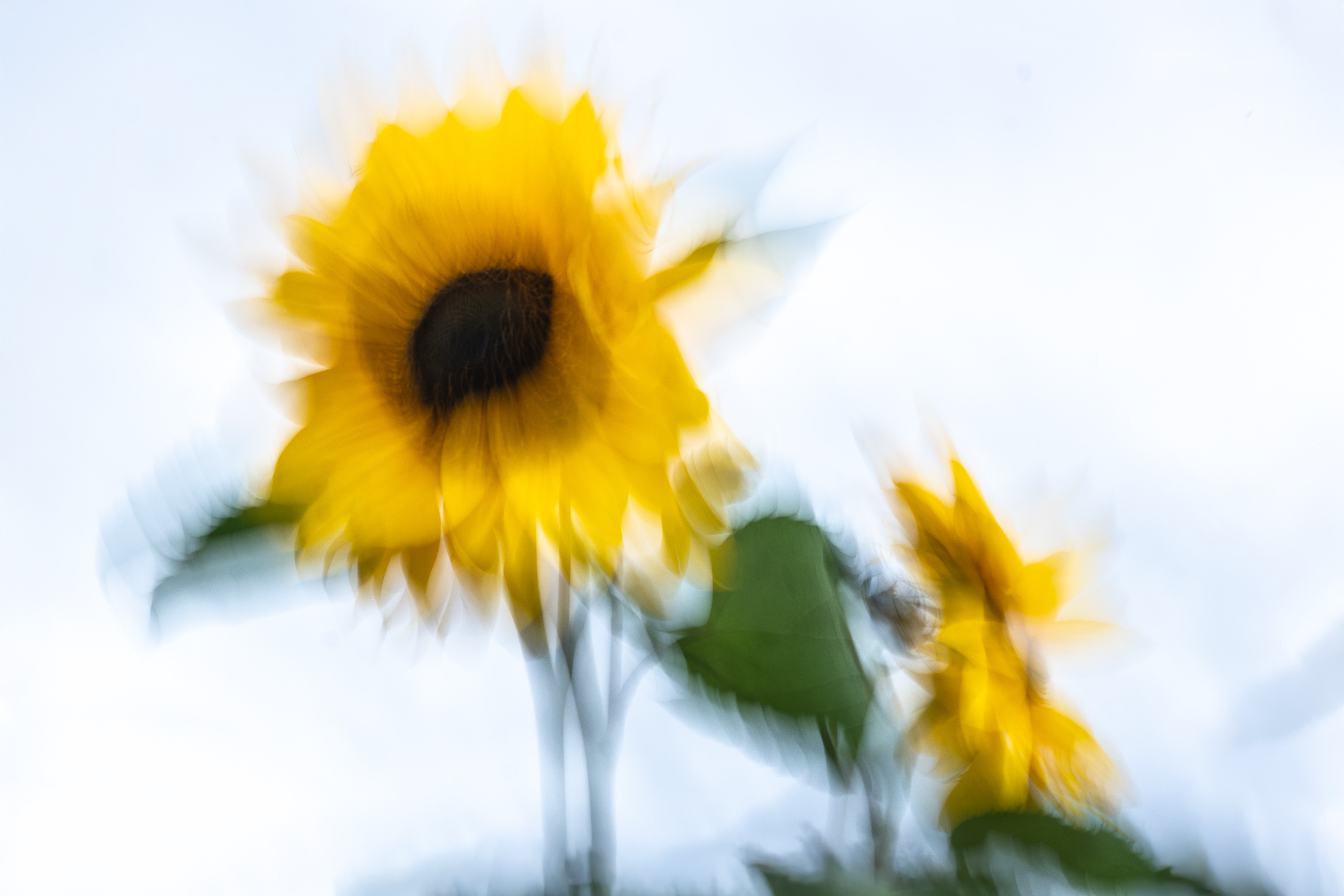 Sonnenblume Sonnenblume