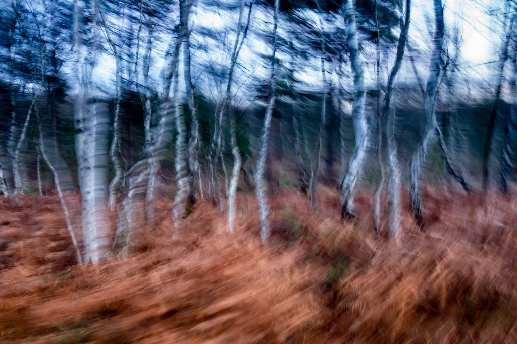 Sturm im Moor Sturm im Moor