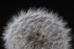 Pusteblume